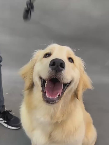Adjustable Dog Cap